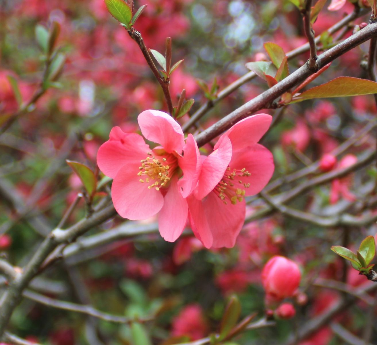 2023 Spring Bloom - Quince