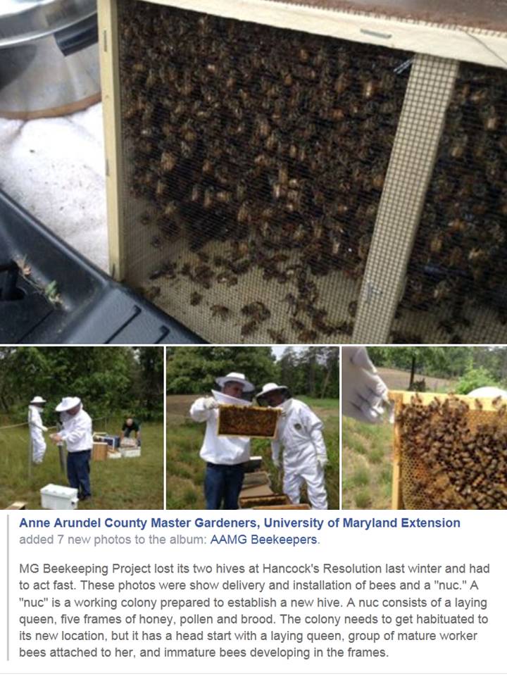 New Bee colonies