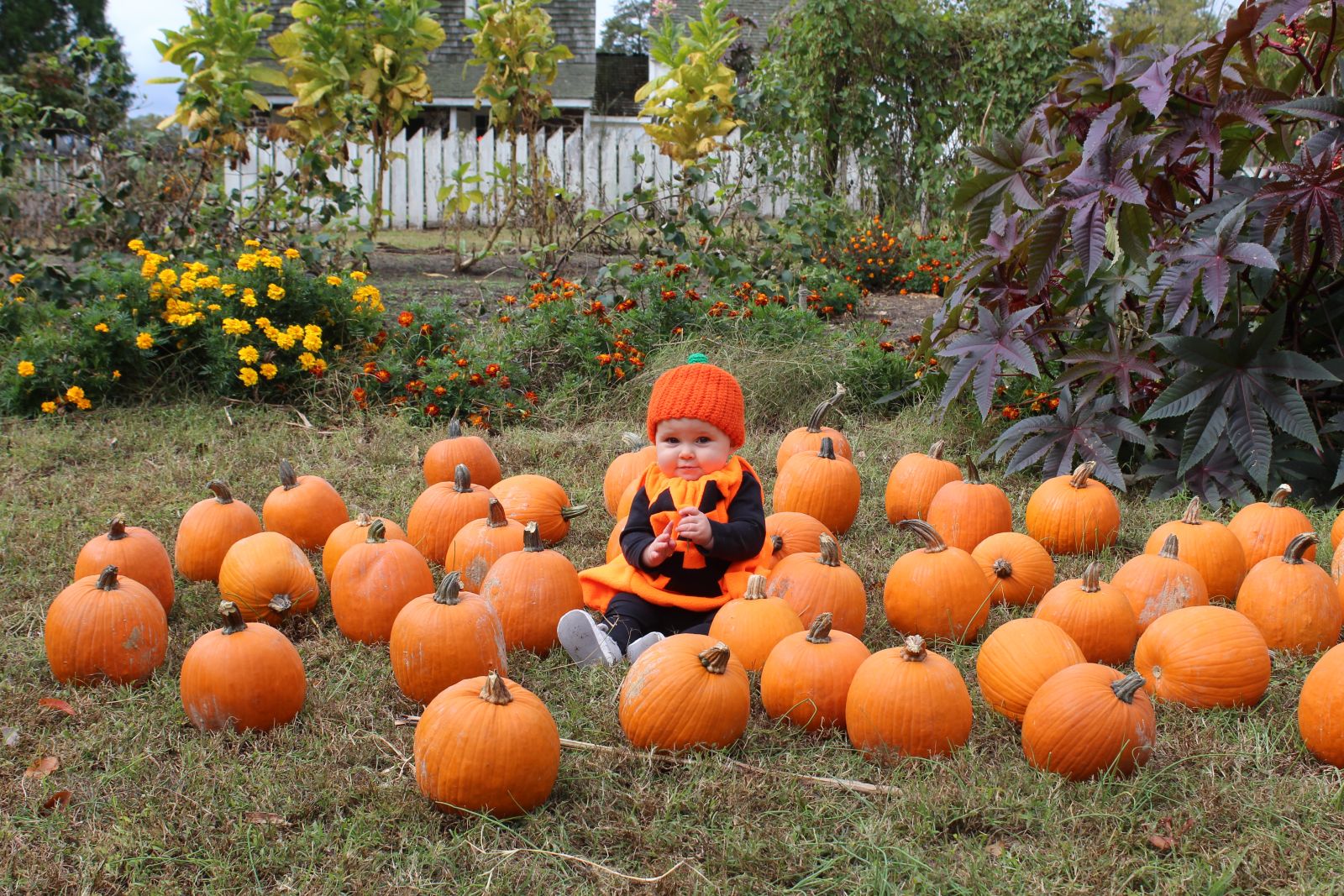Pumpkin Patch