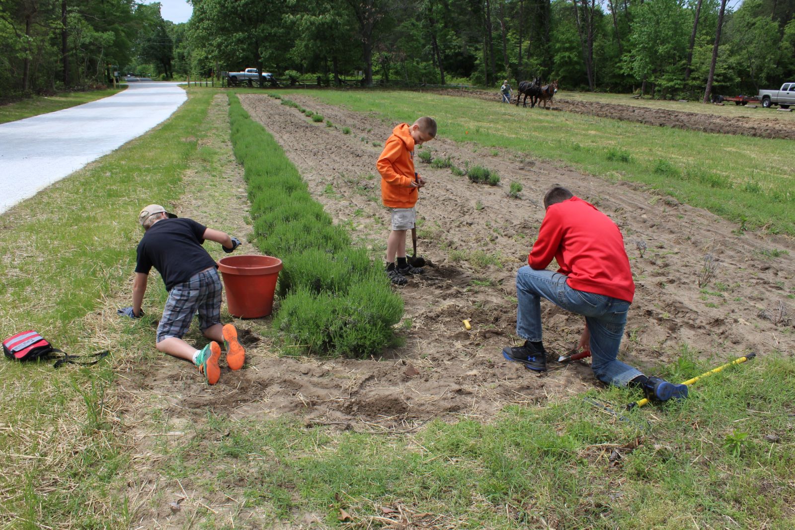 working with lavender