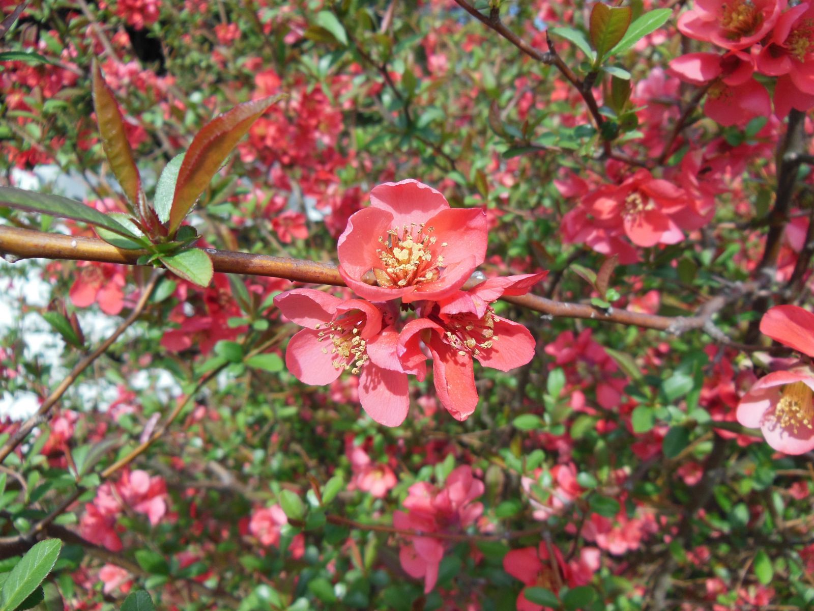 Flowering Quince Bloom