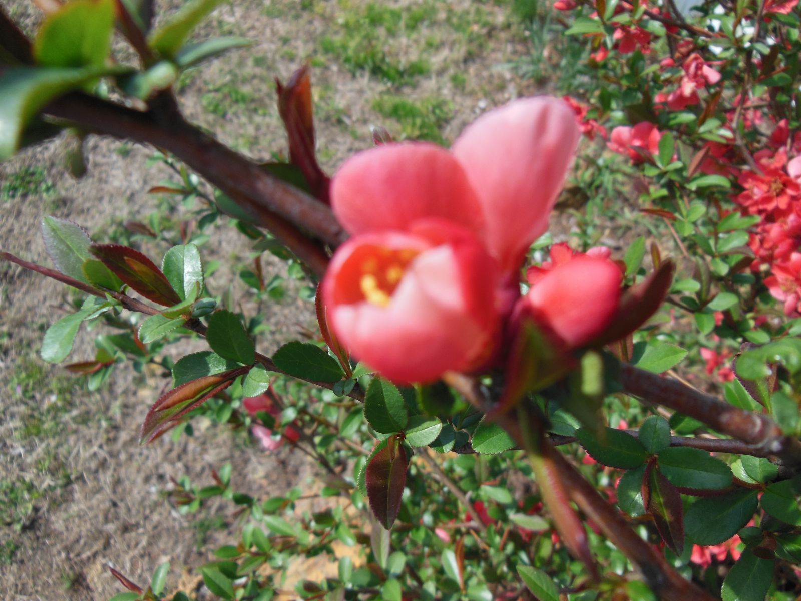 Flowering Quince Bud