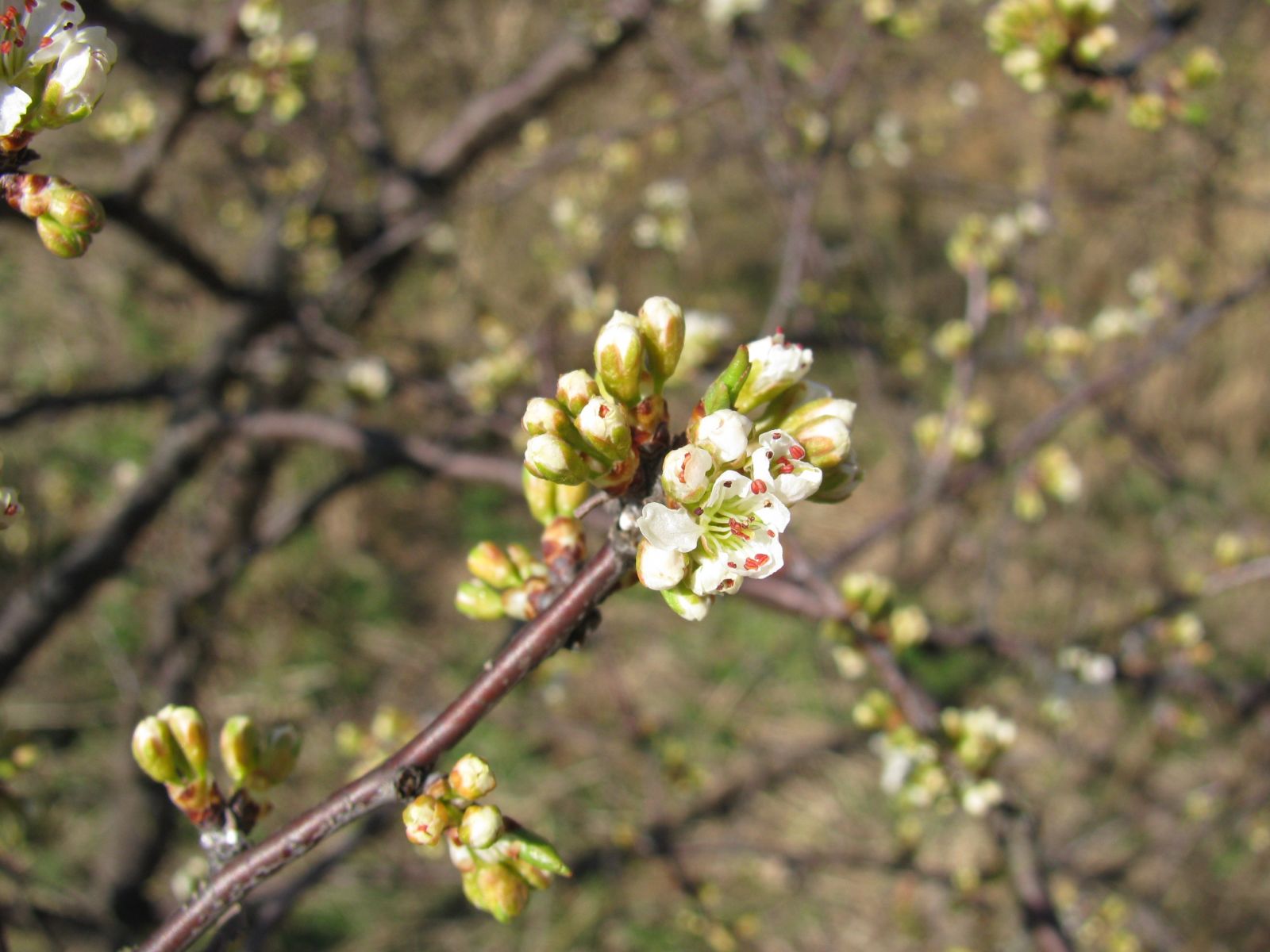 Chickasaw Plum