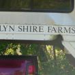 Brylyn Shire Farms