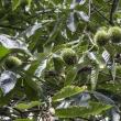 Chestnut Tree