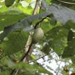 Paw Paw Tree