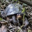 Turtle in Paw Paw Patch