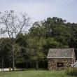 Walnut Tree