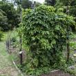 Hops: a food preservative 