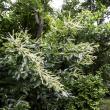 Chestnut Tree