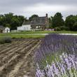 HR 2018-06-10 FlagDay 025 Flags House Lavender.jpg