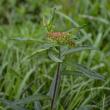Butterfly Weed