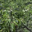 Chickasaw Plum Grove