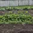 Lower Vegetable Garden