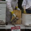The bees are thriving at Hancock's Resolution Park