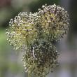 Allium
