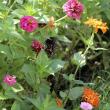 Butterfly 1