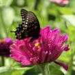 Butterfly 2