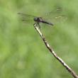 Dragon Fly 1