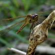 Dragon Fly 2