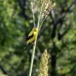 Gold Finch 1