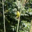 Dragon Fly 2