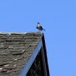 Mocking Bird