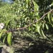 Hancock's Resolution Chickasaw Plums