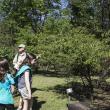 Hancock Resolution Trees Chickasaw Plums