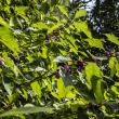 Hancock's American Beautyberry Bush