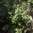 Hancock's American Beautyberry Bush
