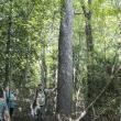 Hancock's Resolution Tupelo Tree