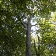 Hancock's Resolution Tupelo Tree