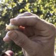 Hancock's Resolution Paw Paw Fruit Seed
