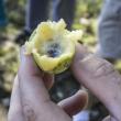 Hancock's Resolution Paw Paw Fruit found on Ground Near Old Well