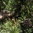 Hancock's Resolution Virginia Pine Pine Cone