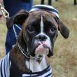 HR 2018-10-28 Pet Parade 009 Inmate.jpg