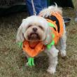  HR 2018-10-28 Pet Parade 012 Pumpkin 02.jpg