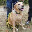HR 2018-10-28 Pet Parade 013 Bee.jpg