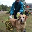  HR 2018-10-28 Pet Parade 070 Parade Winner Funniest Nutmeg Bumble bee 2