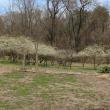 Chickasaw Plum Grove at Hancock's Resolution