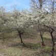 Chickasaw Plum Grove at Hancock's Resolution