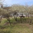 Chickasaw Plum Grove at Hancock's Resolution