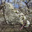 Chickasaw Plum Grove at Hancock's Resolution