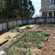 Kitchen Garden at Hancock's Resolution