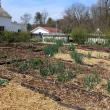 Kitchen Garden at Hancock's Resolution