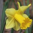 Jonquil at Hancock's Resolution