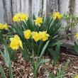 Jonquils at Hancock's Resolution