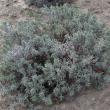 Lavender Plant at Hancock's Resolution