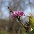 Lilac Stand at Hancock's Resolution